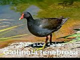 انواع الطيور البرية و اسمائها  فى البيئة العربية و أشهرها