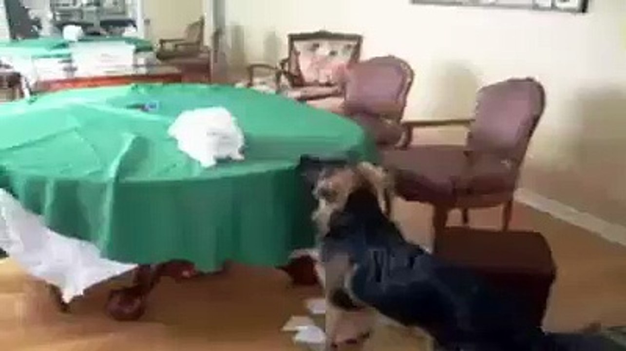 Cats and Dogs.