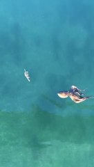 Octopus chases crab (HD)