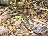 Fauna de Axochiapan, Morelos, México - CUIDEMOS NUESTRA NATURALEZA-