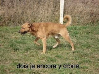 chien à adopter