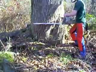Stihl MS-460 Magnum vs. a 48 inch ash