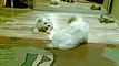 Bichon Maltese puppy barking
