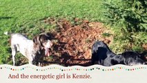 German shorthaired pointers - first visit to a breeders