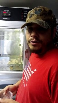 Vent sexing and wing sexing day old chicks proffesional Greg Mignot from oldorchard farms