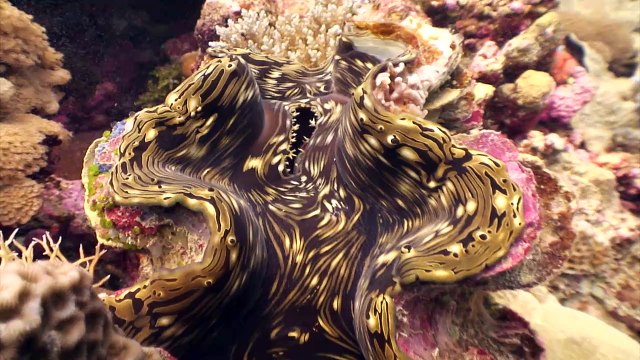 Chagos Marine Protected Area