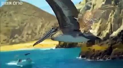 Wonderful Creation Of Allah Almighty - Video