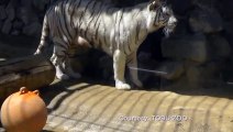 White tiger cub rescues brother fallen in a pool