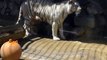 Bébé tigre blanc sauvé de la noyade par son frère... Magique!