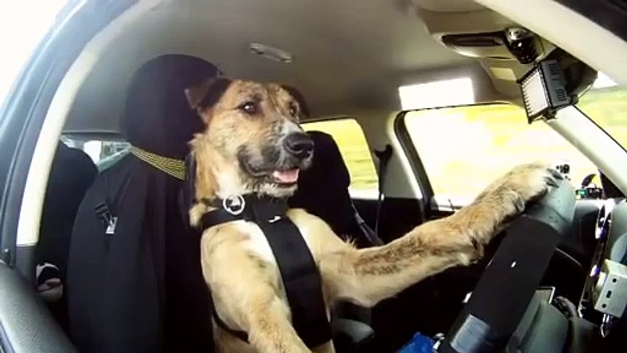 Un chien conduit une MINI cooper!