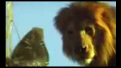 King cobra vs Lion | Fierce Battle