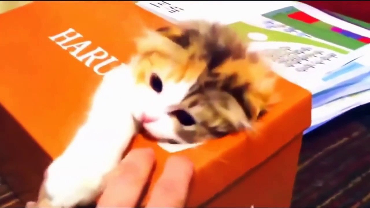 Funny cats - Funny cat videos - Funny cats compilation 2015