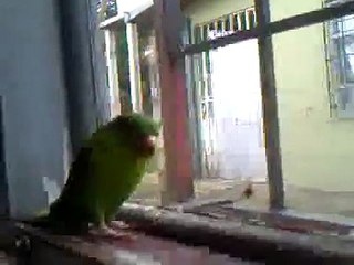 cacatua ninfa convive con perros