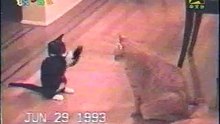 Cats love