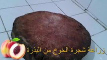 زراعة شجرة الخوخ من البذرة | في المنزل | 1 |