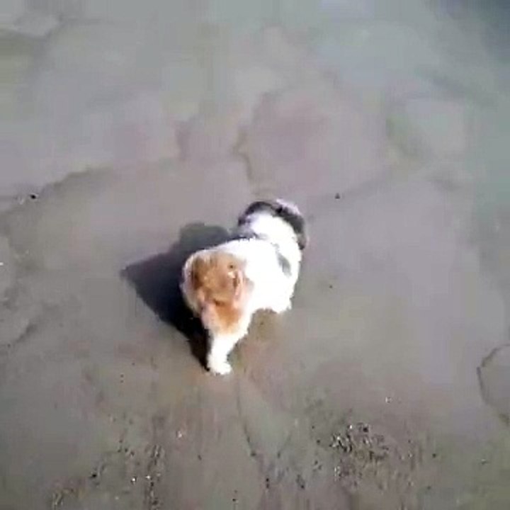 lulo go at beach