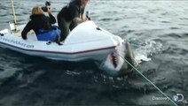 Köpek Balığının Çekim Ekibine Saldırısı Kamerada