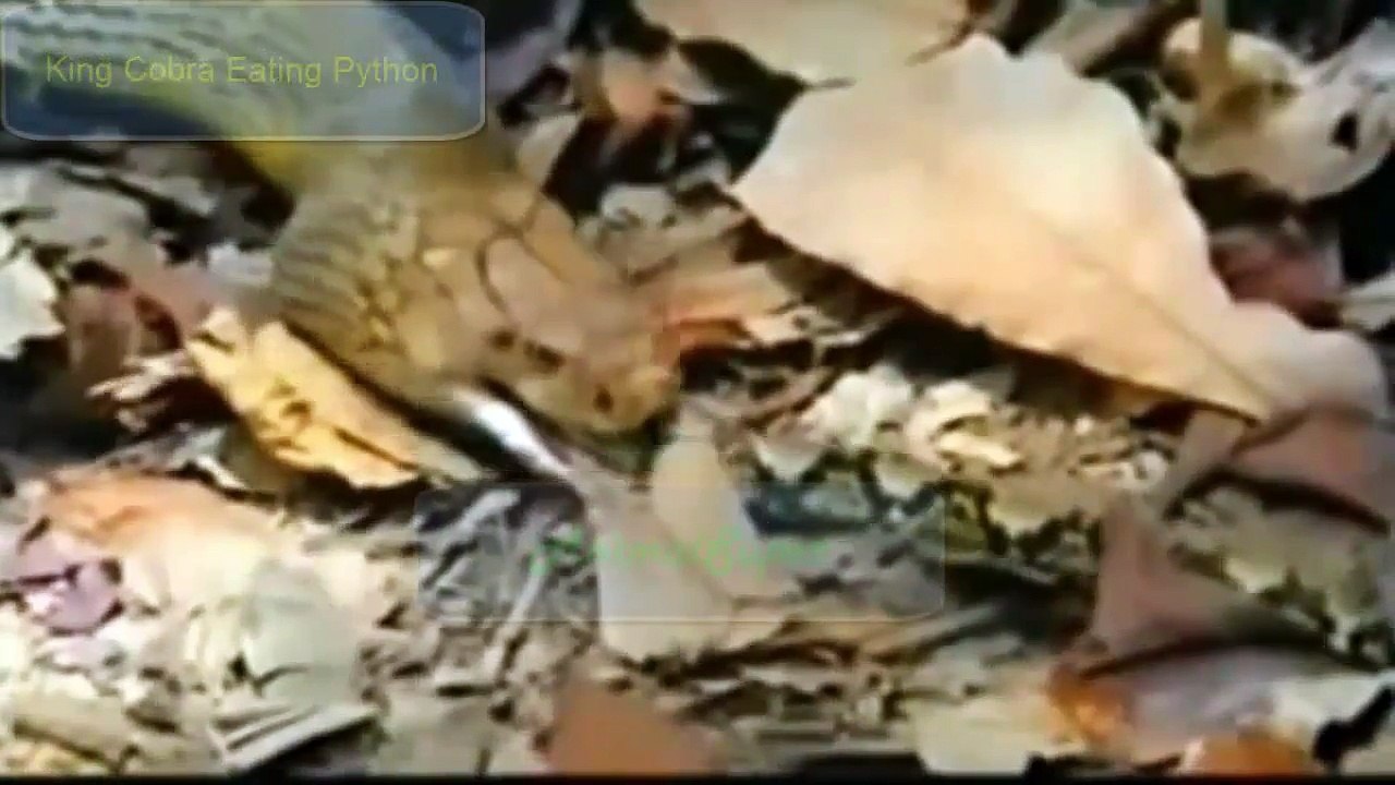 King Cobra vs Python | Who Will be Win
