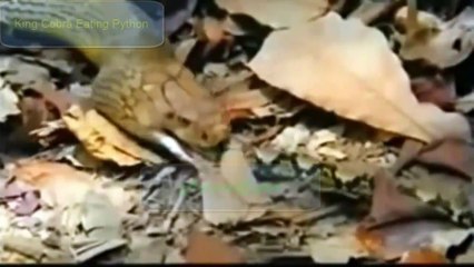 King Cobra vs Python | Who Will be Win