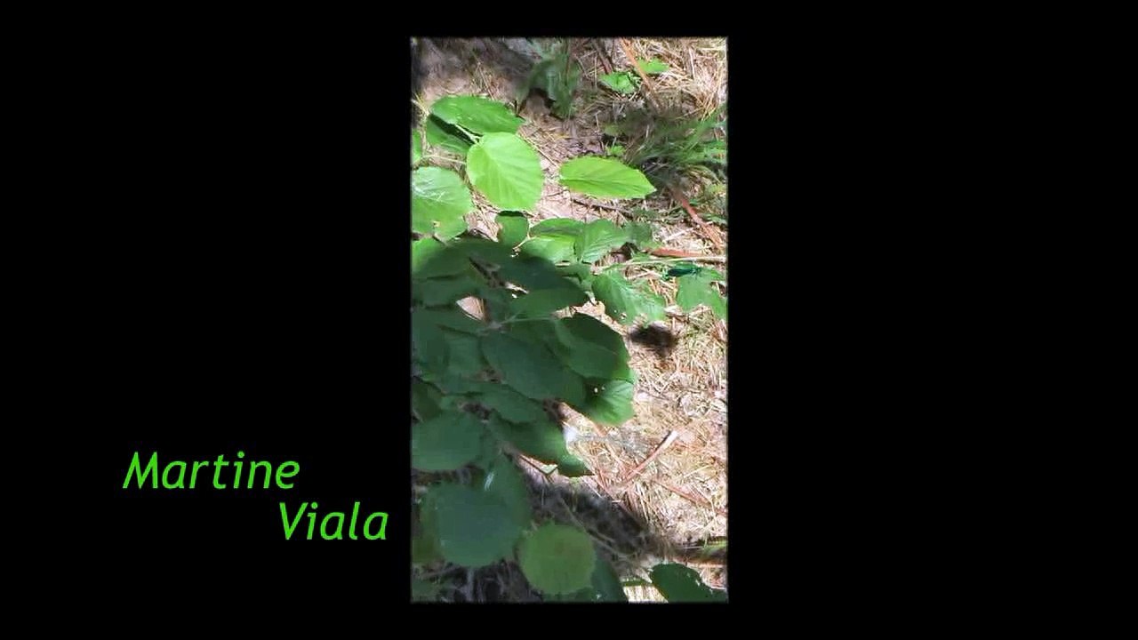 2015-L'ombre du pont du mirage vert