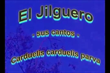 El jilguero y sus diferentes cantos. Argelia