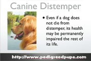 Canine Distemper - Dog Distemper - Dog Symptoms and Diseases