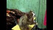 Прикол. Кот обучает, как его надо гладить-ютуб видео приколы