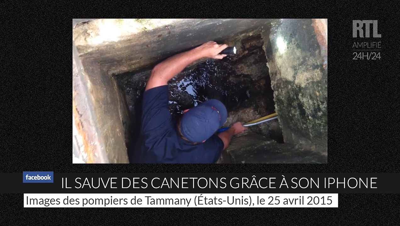 États-Unis : il sauve des canetons grâce à la sonnerie de son iPhone
