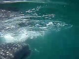 Whale Sharks Feeding