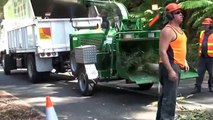 Tree Service Big Chipper Tree Removal and Tree Cutting Tree Video