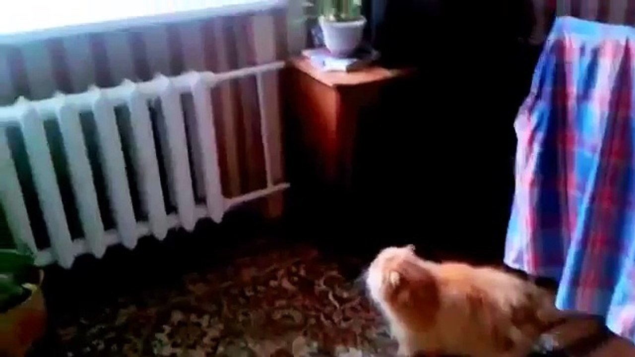 Ce Chat Déteste vraiment les Ouvriers !!