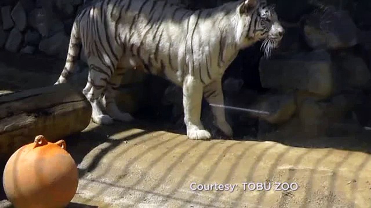 Un bébé tigre blanc aide son frère tombé dans un bassin (Japon)