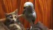 Попугай допрашивает кота-приколы онлайн