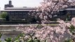 京都 鴨川の桜 二条大橋～荒神橋(2015-03)Cherry blossoms along Kamo River, Kyoto