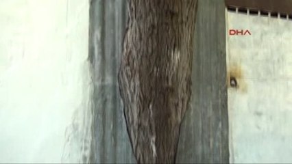 Tokat Evin İçinde Kalan Dut Ağacını Kesmeye Kıyamadı