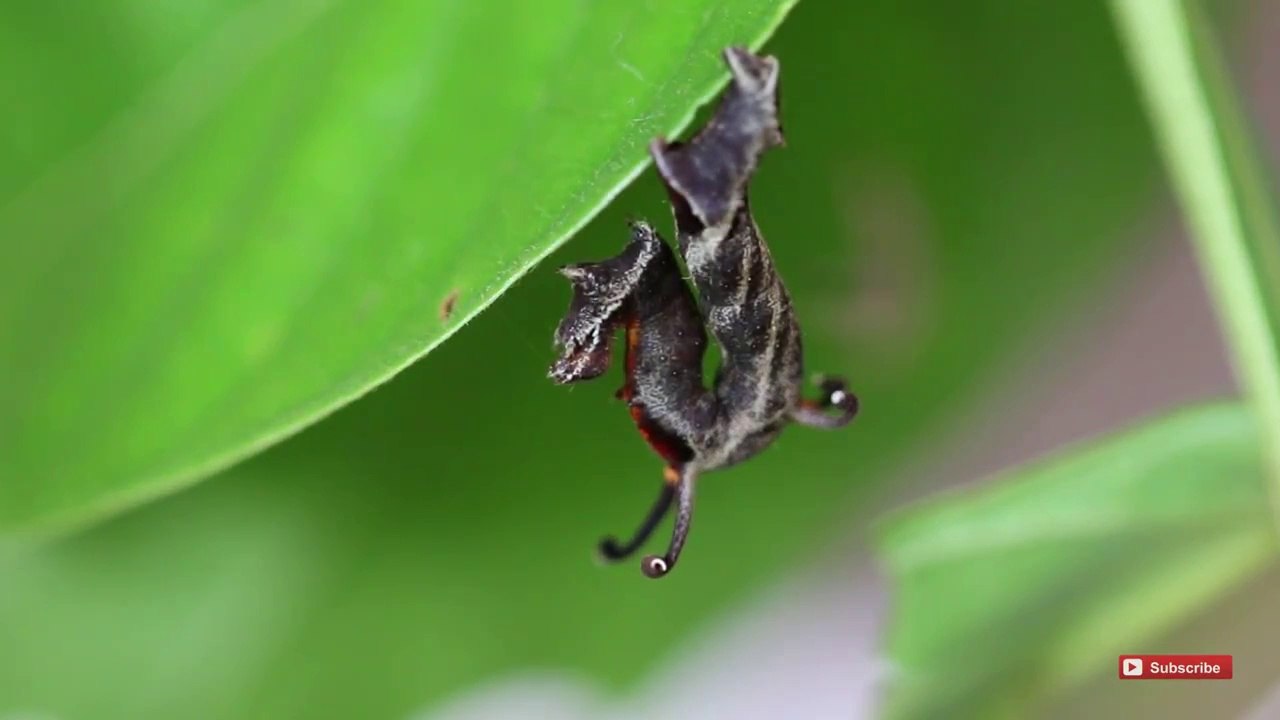 Une chenille avec des tentacules