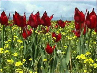 Zilan U Derman - Helin