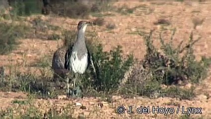 Houbara Bustard