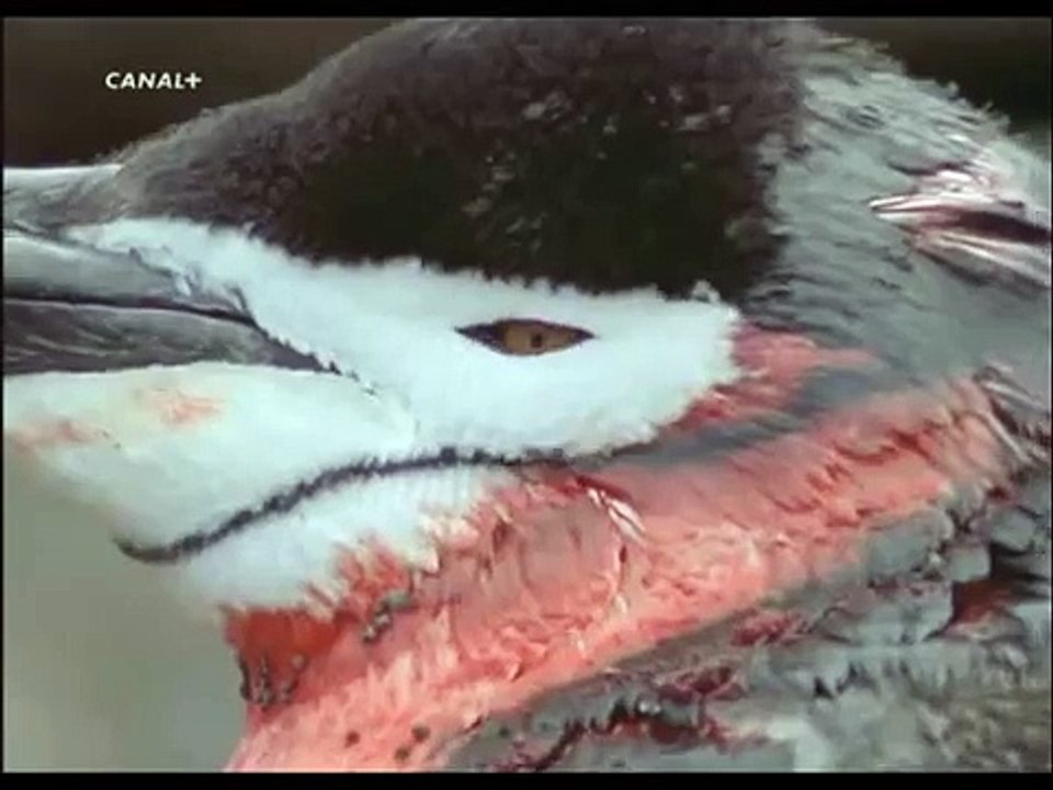 Planeta Azul - Pinguinos de la Antartida 4/5