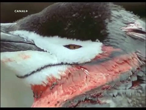 Planeta Azul - Pinguinos de la Antartida 4/5