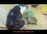Funny Animal Angry turtle attacks cute cats