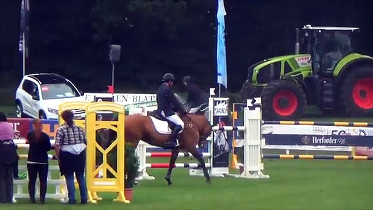 Nickoletta, 8y old Nintender mare in Steinhagen