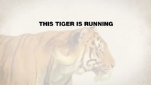 This Tiger is Running