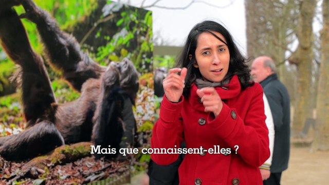 Autour de l'exposition Grands singes - LSF