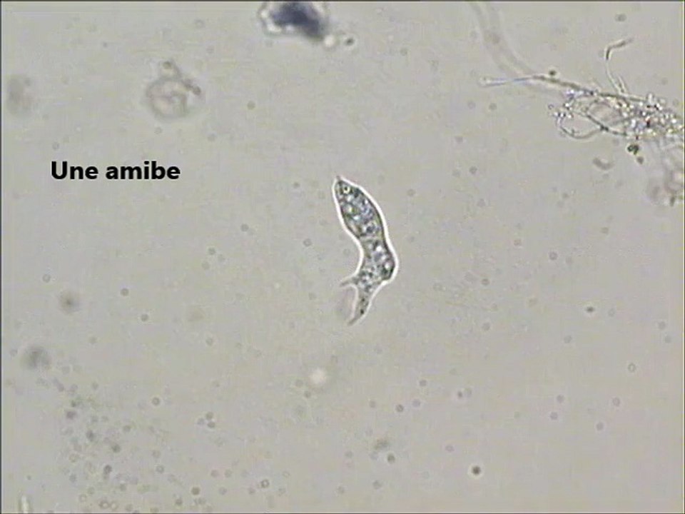 Amibe