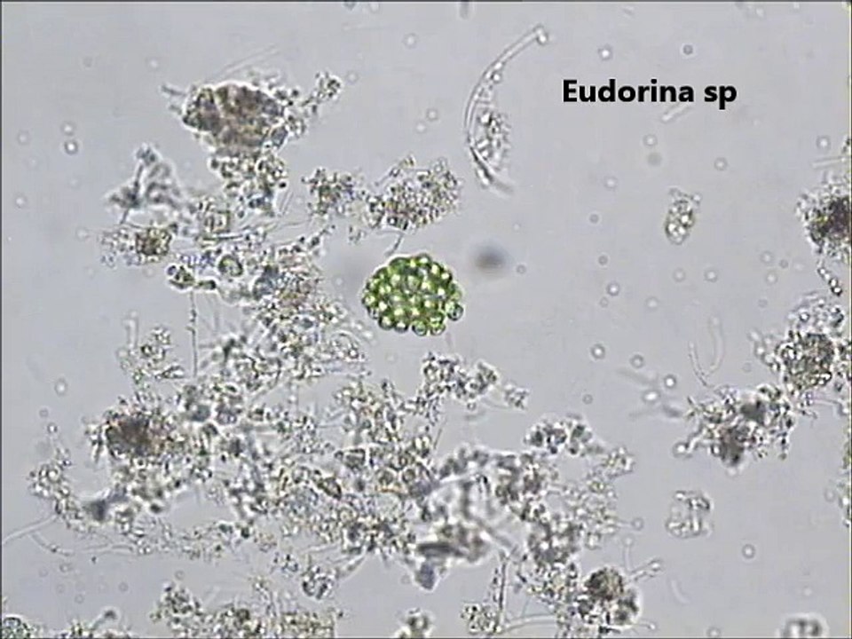 Eudorina sp