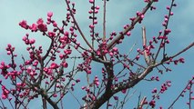 大阪 3月 万博記念公園の梅林(2011-03)Plum blossoms in a park, Osaka
