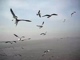 20060414 Flying Seagulls...