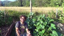 Como Podar Y Entutorar Los Calabacines || Huerto Organico || La Huertina De Toni