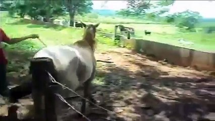 sexxyyy video 2014 nik English _ best funny animals compilation _ funny videos 2014 HD Part52.mp4